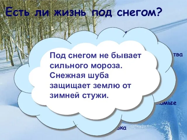 Есть ли жизнь под снегом? Что мы наблюдали под снегом на экскурсии?