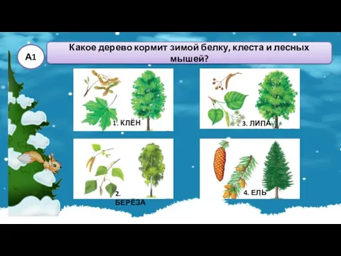 Какое дерево кормит зимой белку, клеста и лесных мышей? А1
