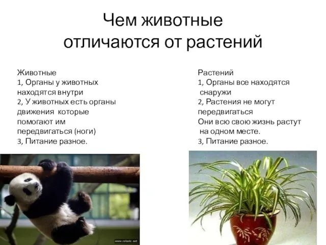 Чем животные отличаются от растений Животные 1, Органы у животных находятся внутри