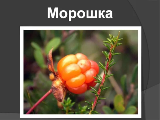 Морошка