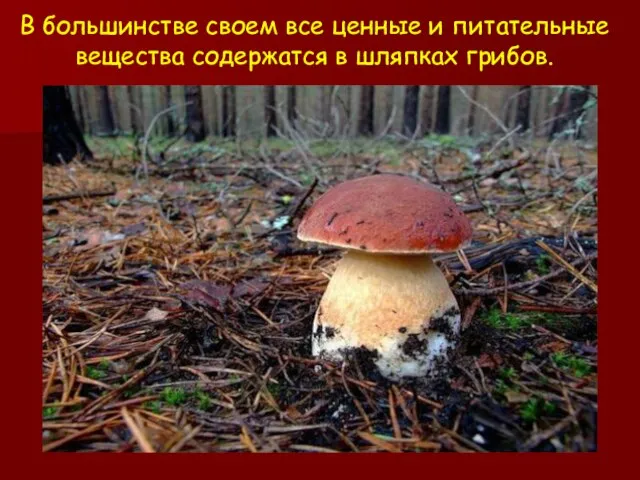 В большинстве своем все ценные и питательные вещества содержатся в шляпках грибов.