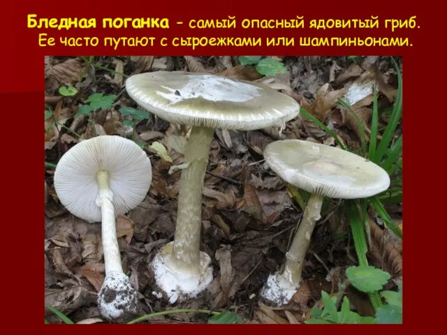 Бледная поганка - самый опасный ядовитый гриб. Ее часто путают с сыроежками или шампиньонами.