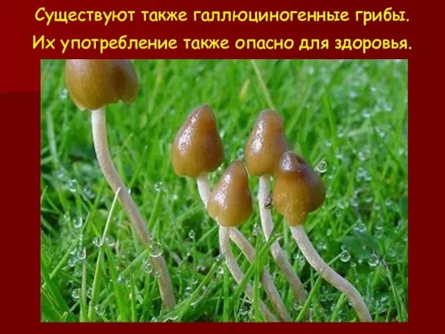 Существуют также галлюциногенные грибы. Их употребление также опасно для здоровья.