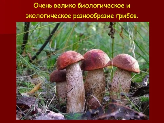 Очень велико биологическое и экологическое разнообразие грибов.