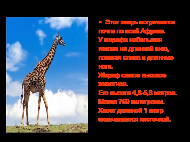 Этот зверь встречается почти по всей Африке. У жирафа небольшая голова на