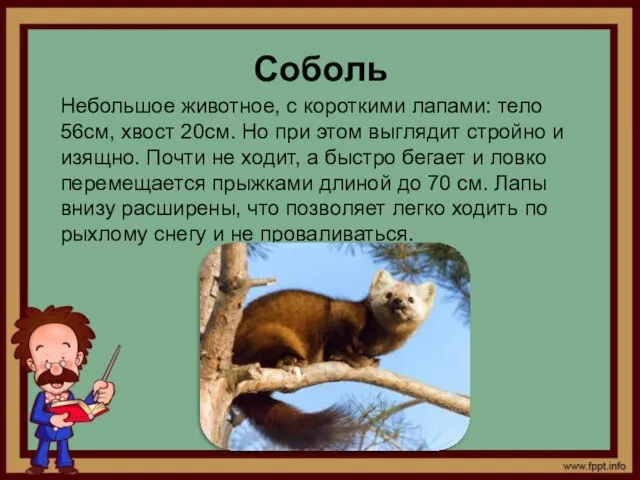 Соболь Небольшое животное, с короткими лапами: тело 56см, хвост 20см. Но при