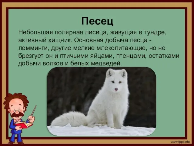 Песец Небольшая полярная лисица, живущая в тундре, активный хищник. Основная добыча песца