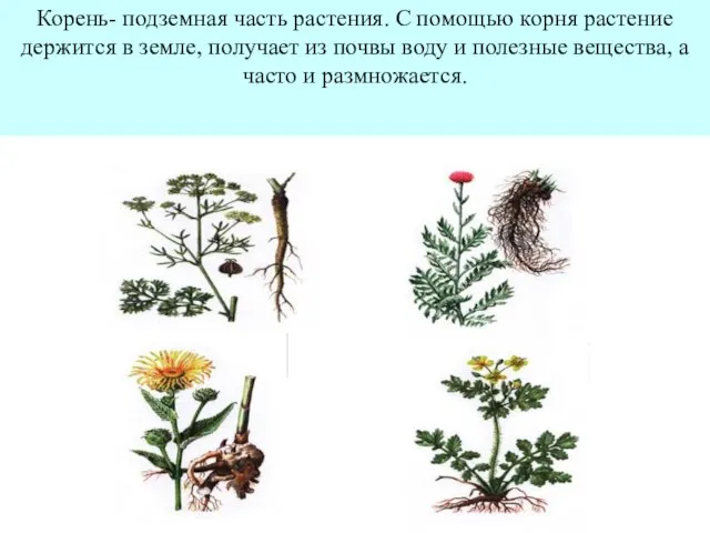 Корень- подземная часть растения. С помощью корня растение держится в земле, получает