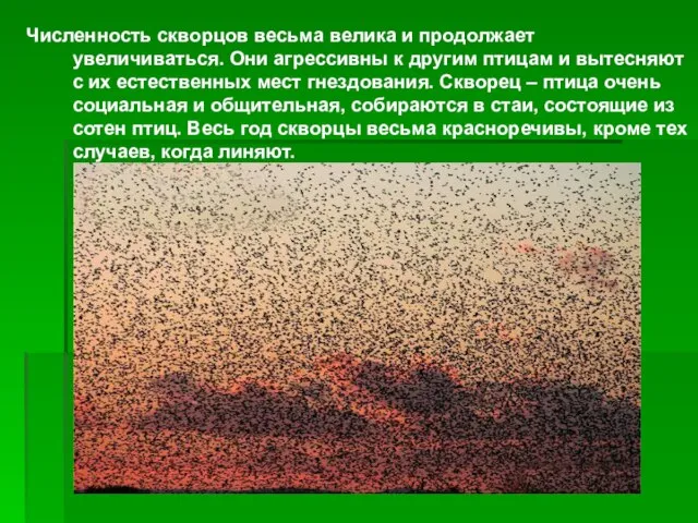 Численность скворцов весьма велика и продолжает увеличиваться. Они агрессивны к другим птицам