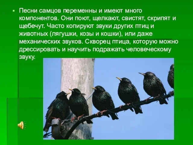 Песни самцов переменны и имеют много компонентов. Они поют, щелкают, свистят, скрипят