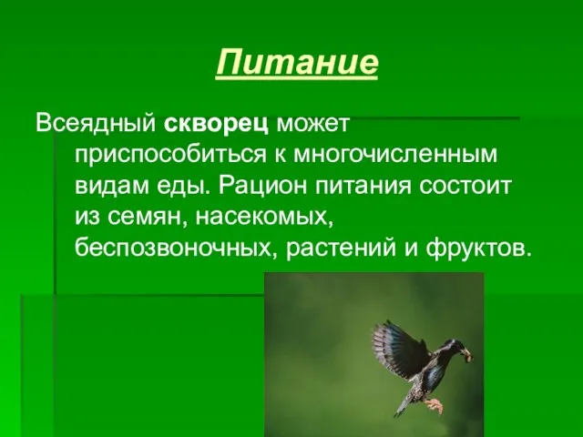 Питание Всеядный скворец может приспособиться к многочисленным видам еды. Рацион питания состоит