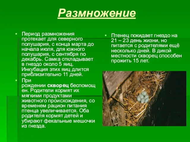 Размножение Период размножения протекает для северного полушария, с конца марта до начала