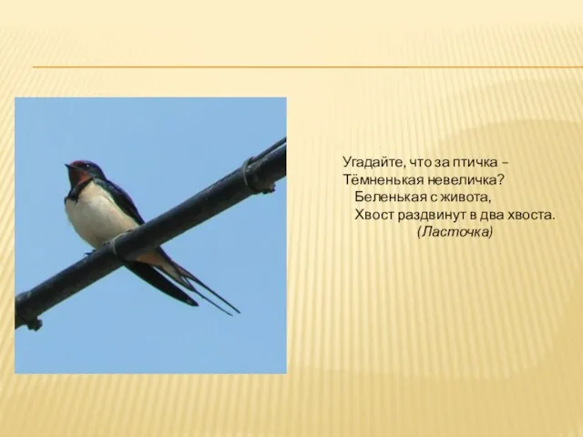 Угадайте, что за птичка – Тёмненькая невеличка? Беленькая с живота, Хвост раздвинут в два хвоста. (Ласточка)