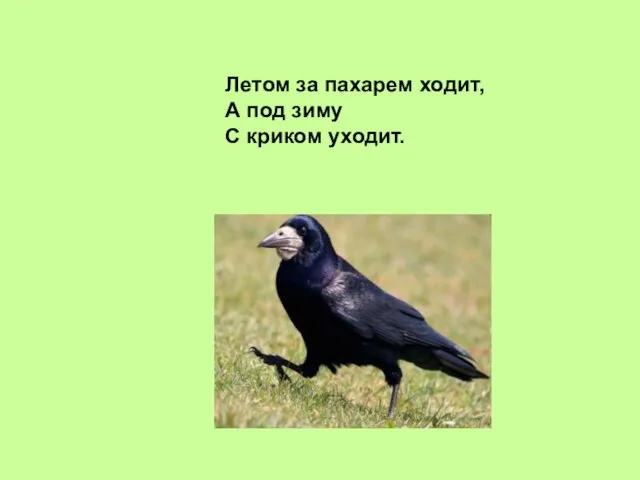 Летом за пахарем ходит, А под зиму С криком уходит.