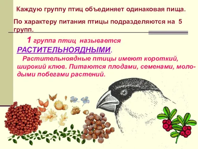 Каждую группу птиц объединяет одинаковая пища. 1 группа птиц называется РАСТИТЕЛЬНОЯДНЫМИ. Растительноядные