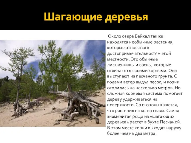 Шагающие деревья Около озера Байкал также находятся необычные растения, которые относятся к