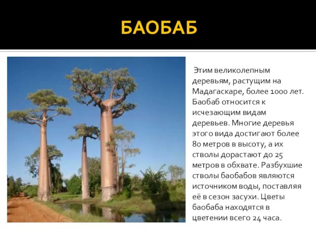 БАОБАБ Этим великолепным деревьям, растущим на Мадагаскаре, более 1000 лет. Баобаб относится