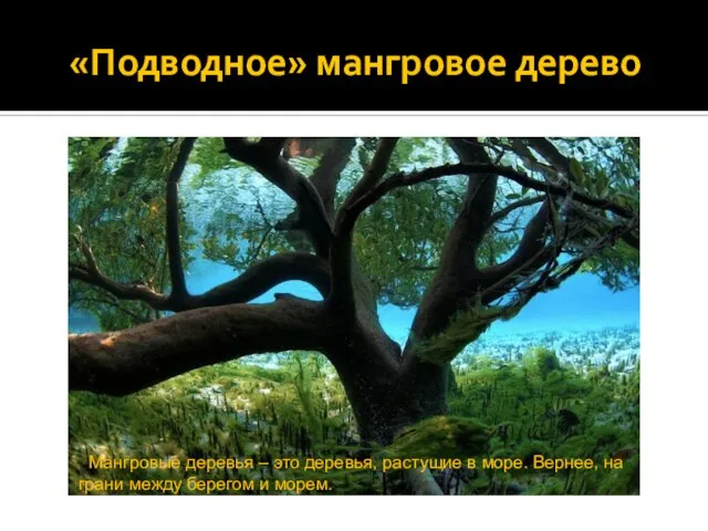 «Подводное» мангровое дерево Мангровые деревья – это деревья, растущие в море. Вернее,