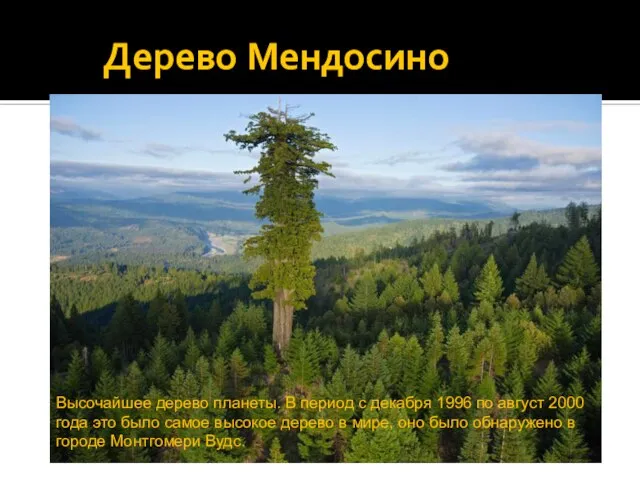 Дерево Мендосино Высочайшее дерево планеты. В период с декабря 1996 по август