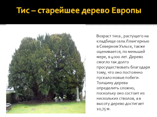 Тис – старейшее дерево Европы Возраст тиса , растущего на кладбище села