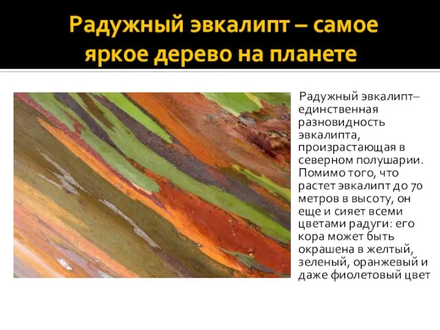 Радужный эвкалипт – самое яркое дерево на планете Радужный эвкалипт– единственная разновидность