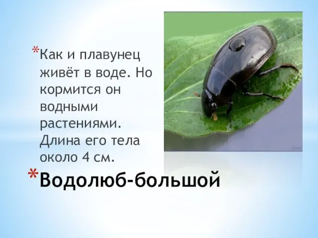 Как и плавунец живёт в воде. Но кормится он водными растениями. Длина