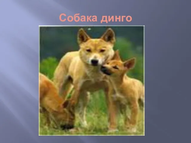 Собака динго