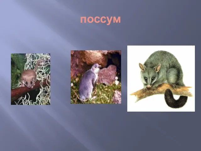 поссум