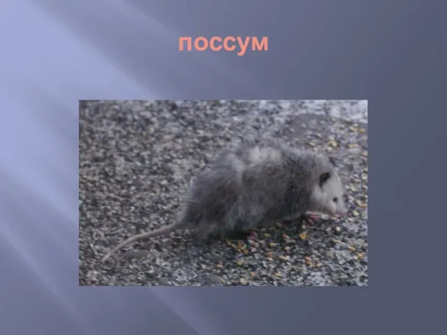 поссум