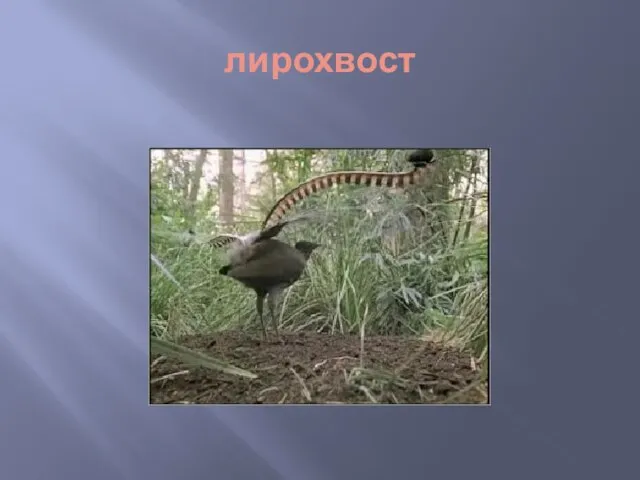 лирохвост