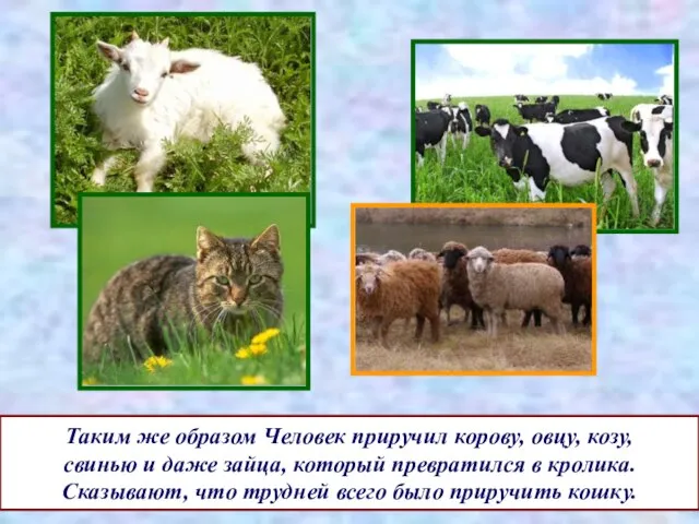 Таким же образом Человек приручил корову, овцу, козу, свинью и даже зайца,