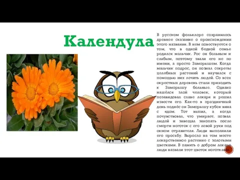 Календула В русском фольклоре сохранилось древнее сказание о происхождении этого названия. В