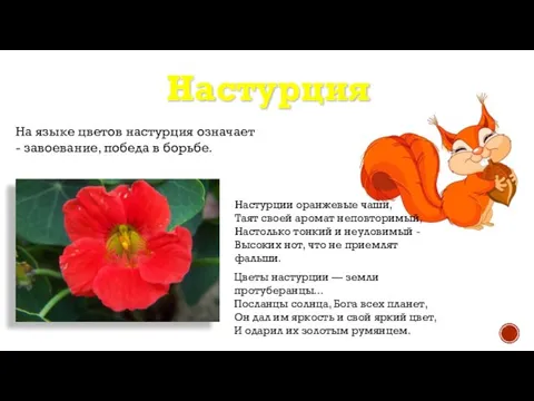 Настурция На языке цветов настурция означает - завоевание, победа в борьбе. Настурции