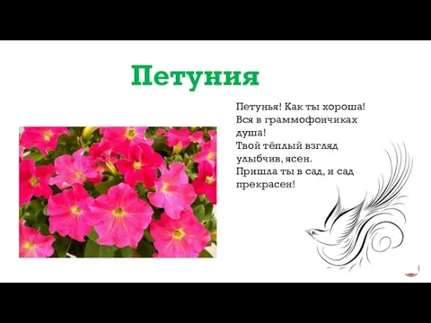 Петуния Петунья! Как ты хороша! Вся в граммофончиках душа! Твой тёплый взгляд