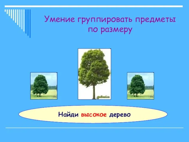 Умение группировать предметы по размеру Найди высокое дерево