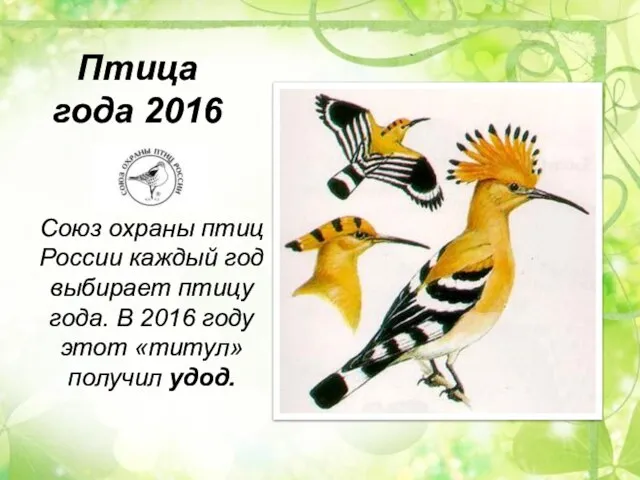 Птица года 2016 Союз охраны птиц России каждый год выбирает птицу года.