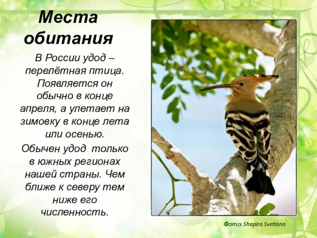 Места обитания В России удод – перелётная птица. Появляется он обычно в