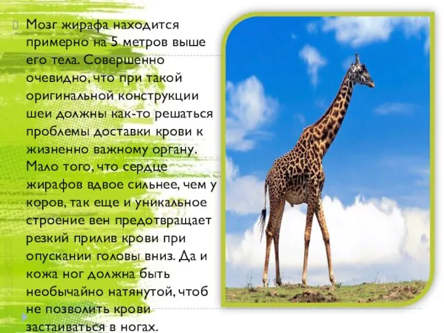 Мозг жирафа находится примерно на 5 метров выше его тела. Совершенно очевидно,