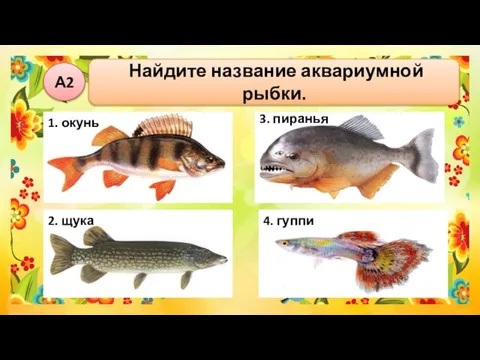 А2 Найдите название аквариумной рыбки.