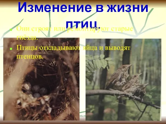 Анатольева Э.В. Изменение в жизни птиц. Они строят или ремонтируют старые гнёзда.