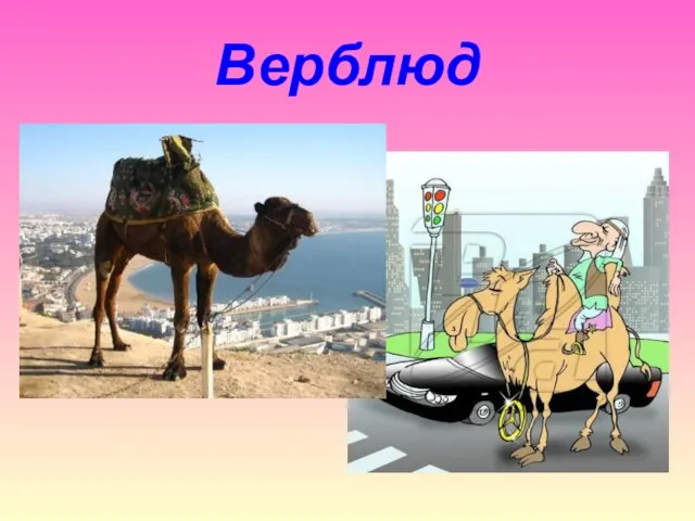 Верблюд