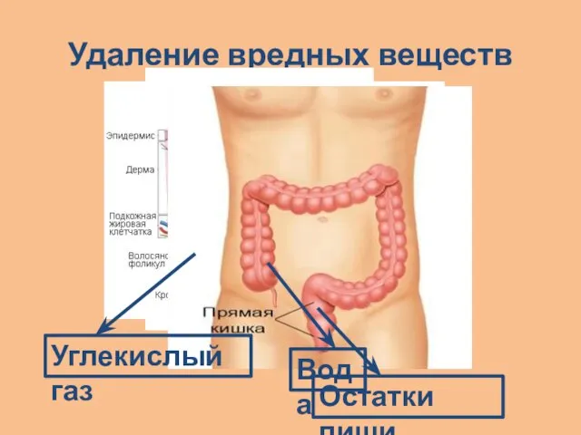 Удаление вредных веществ