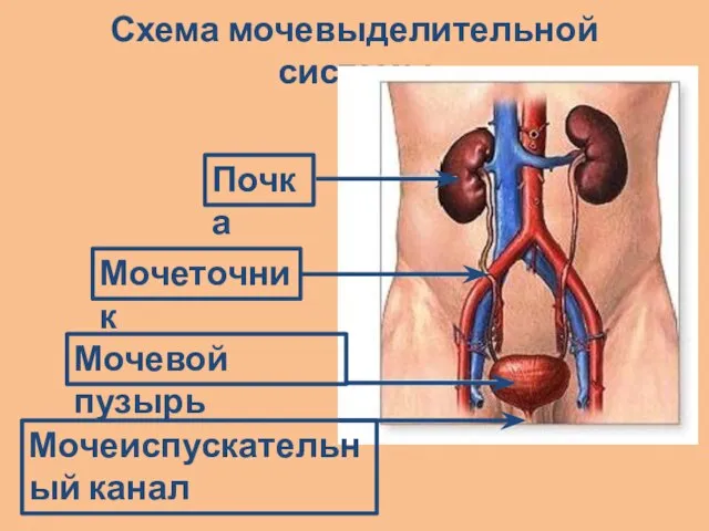 Схема мочевыделительной системы