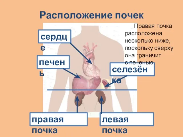 Расположение почек сердце левая почка правая почка печень селезёнка Правая почка расположена