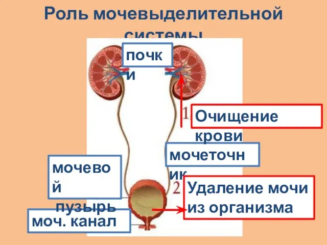 Роль мочевыделительной системы почки моч. канал мочеточник мочевой пузырь Удаление мочи из организма Очищение крови