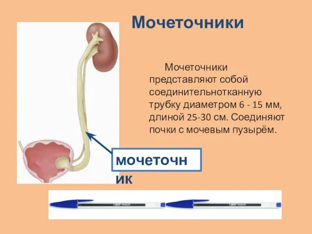 Мочеточники Мочеточники представляют собой соединительнотканную трубку диаметром 6 - 15 мм, длиной