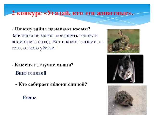 2 конкурс «Угадай, кто эти животные». - Почему зайца называют косым? Зайчишка