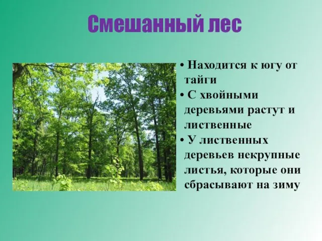 Находится к югу от тайги С хвойными деревьями растут и лиственные У