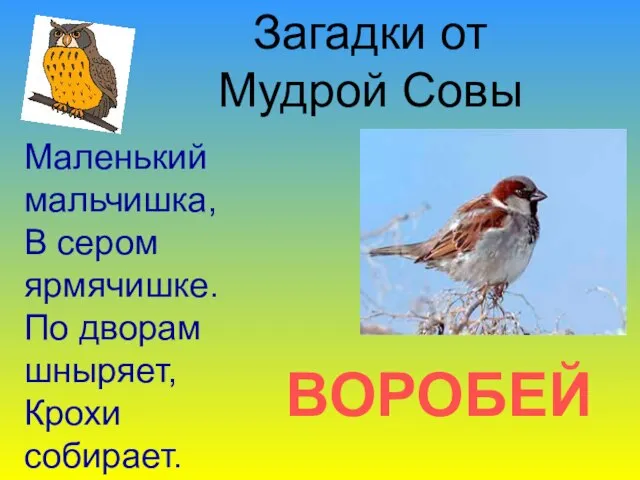 ВОРОБЕЙ Загадки от Мудрой Совы Маленький мальчишка, В сером ярмячишке. По дворам шныряет, Крохи собирает.