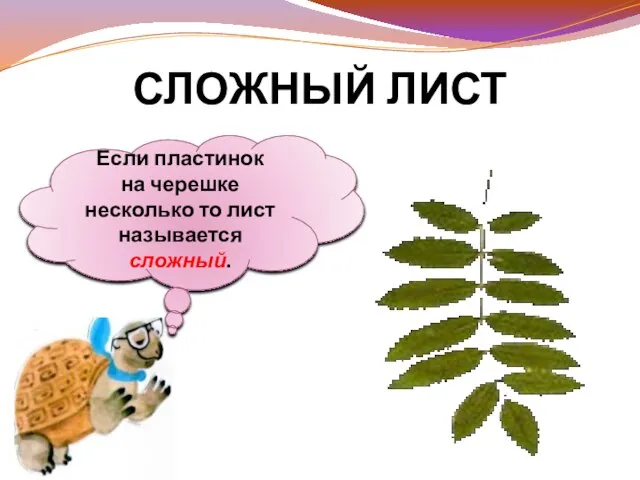 Если пластинок на черешке несколько то лист называется сложный. СЛОЖНЫЙ ЛИСТ